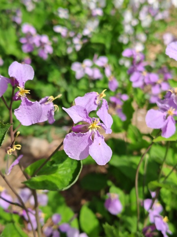 紫花绽放春日美景
