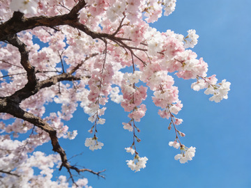 樱花仰拍日系清新7