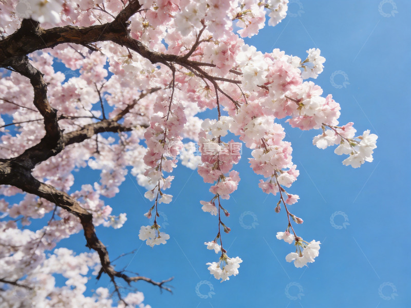 高清大图下载【趣麦麦图】樱花仰拍日系清新7