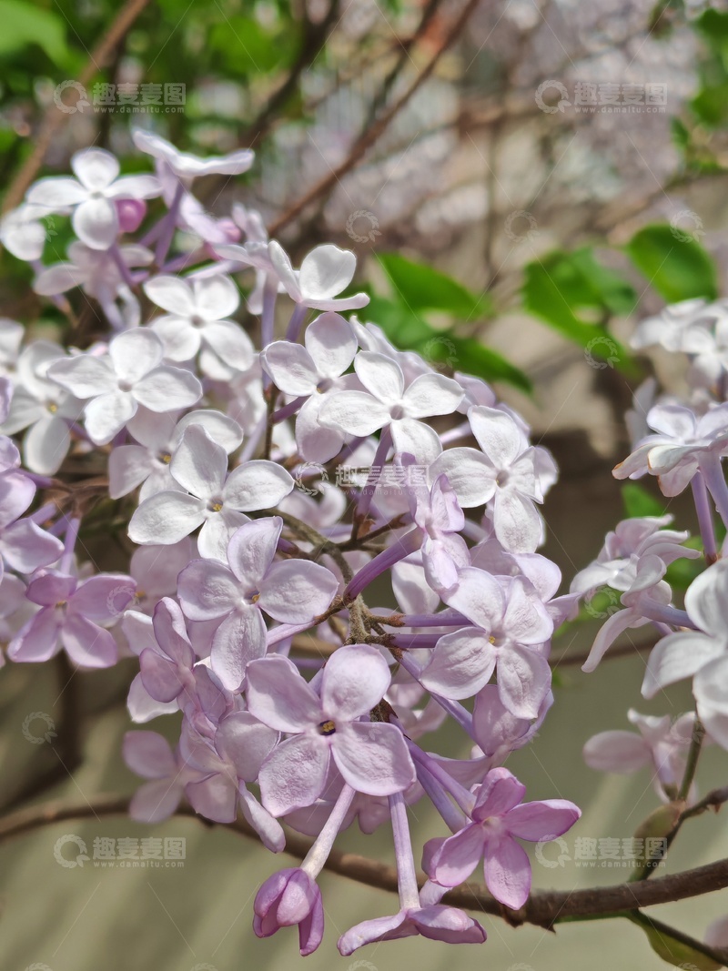 高清大图下载【趣麦麦图】紫丁香盛开春日美景