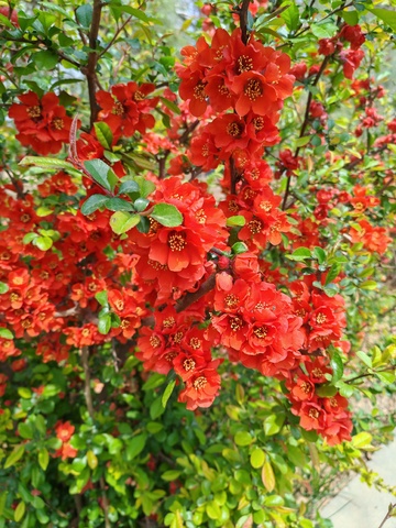 红花绽放春光美景盆栽植物