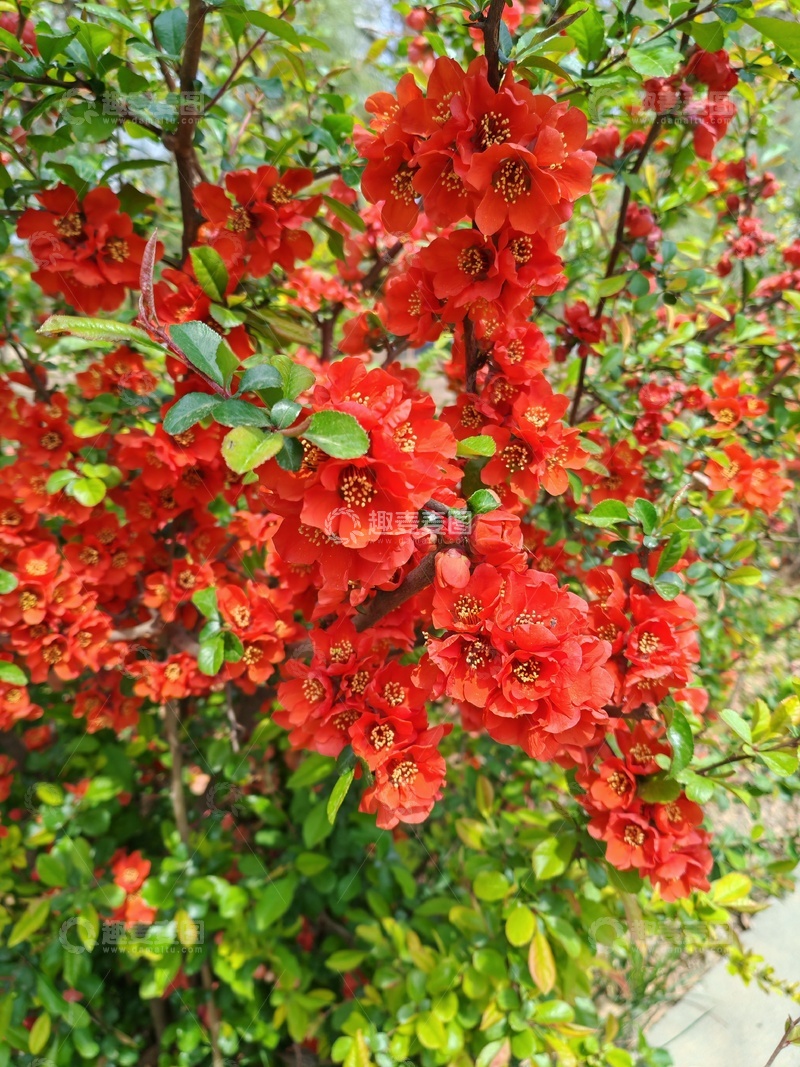 高清大图下载【趣麦麦图】红花绽放春光美景盆栽植物