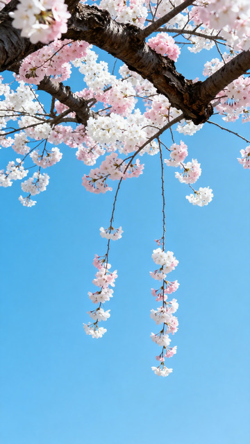 樱花仰拍日系清新5