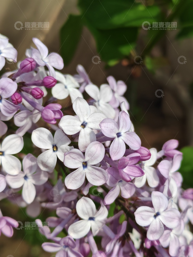 高清大图下载【趣麦麦图】紫丁香盛开春日美景摄影
