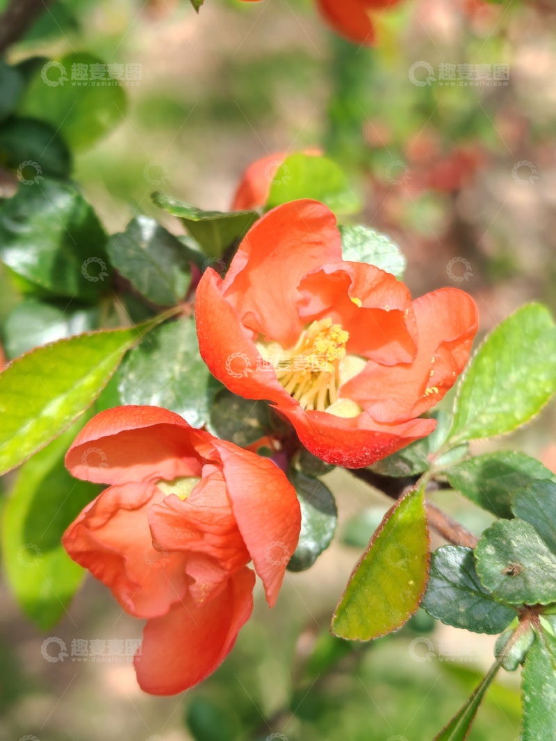 高清大图下载【趣麦麦图】鲜艳海棠花开春日美景