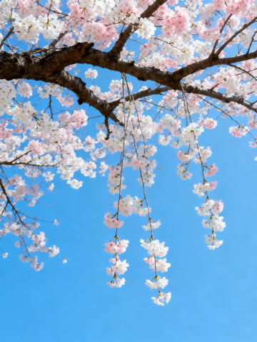 樱花仰拍日系清新9