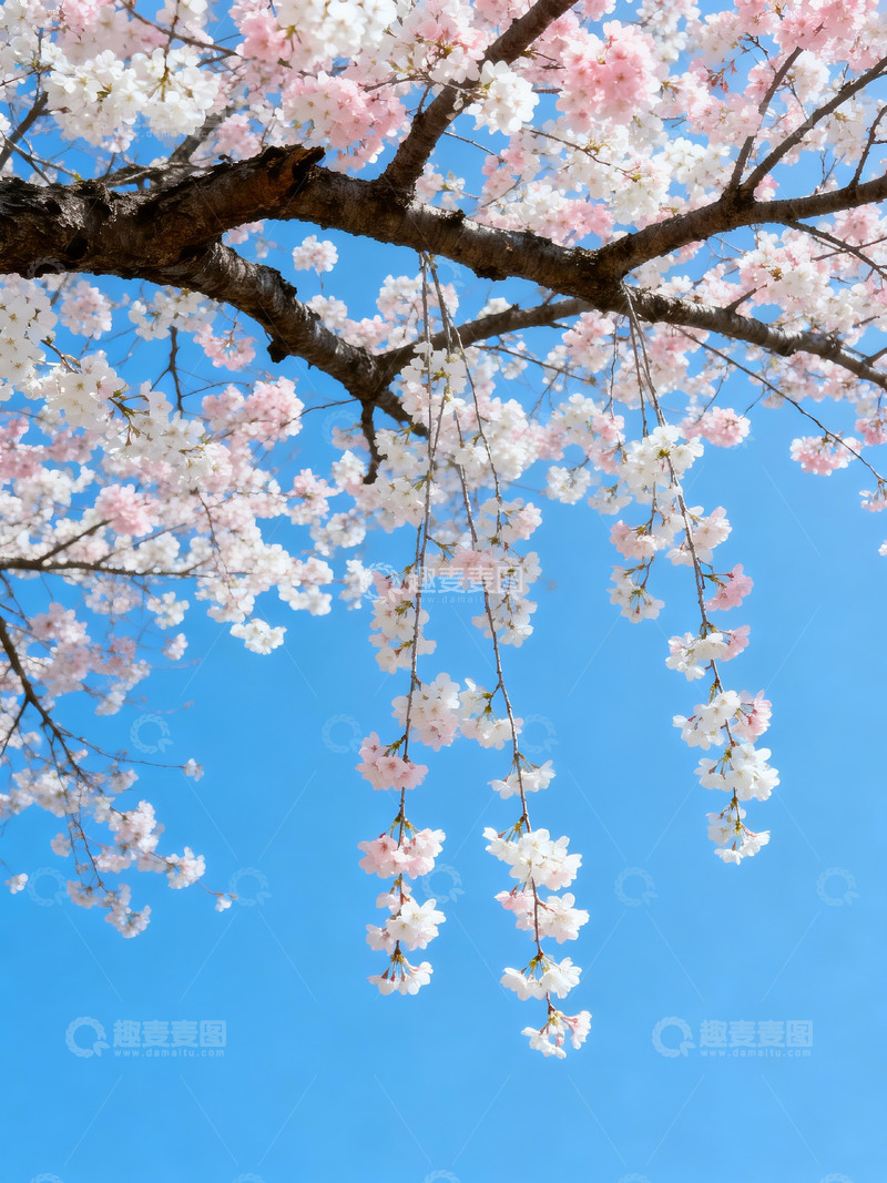 高清大图下载【趣麦麦图】樱花仰拍日系清新9