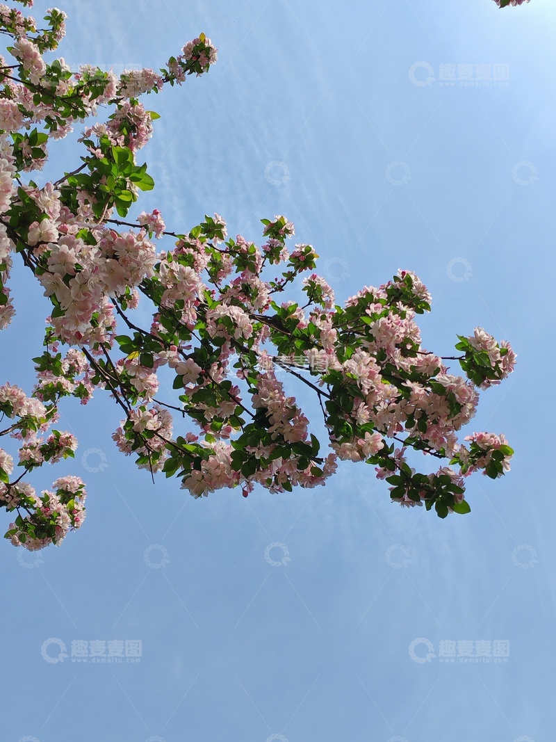 高清大图下载【趣麦麦图】春日蓝天海棠花