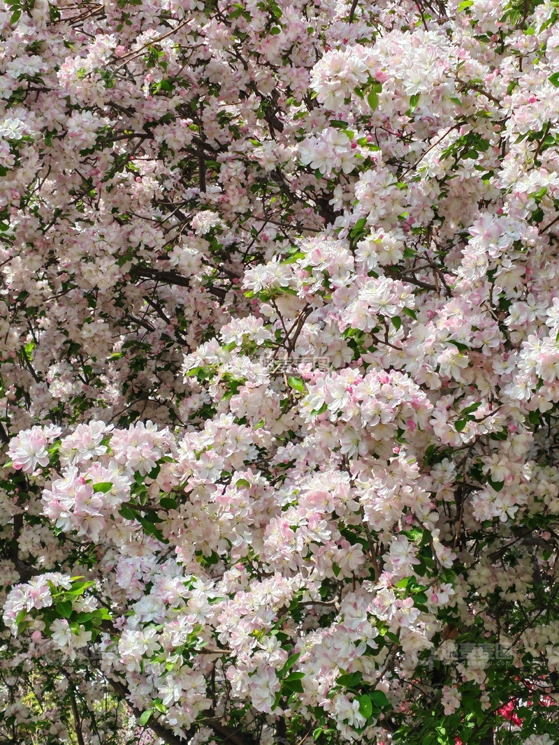 高清大图下载【趣麦麦图】繁花似锦海棠花盛开美景