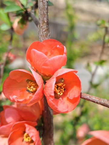鲜红花朵绽放枝头