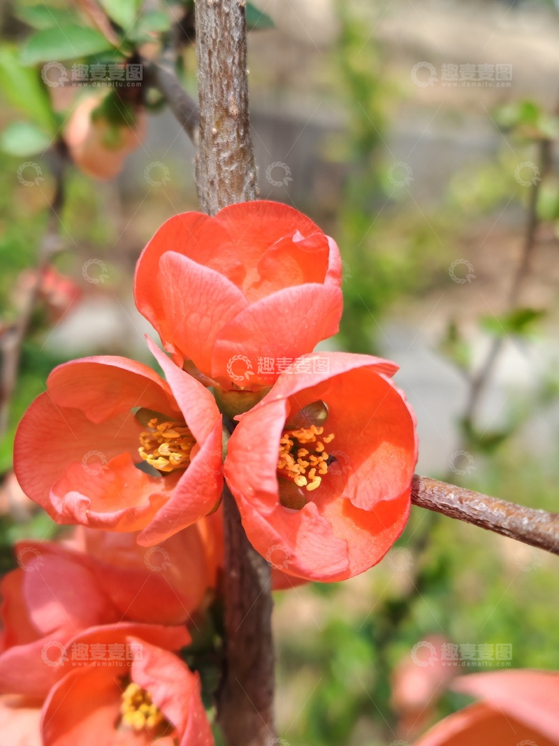 高清大图下载【趣麦麦图】鲜红花朵绽放枝头