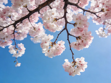 樱花仰拍日系清新2