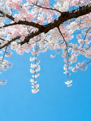 樱花仰拍日系清新8