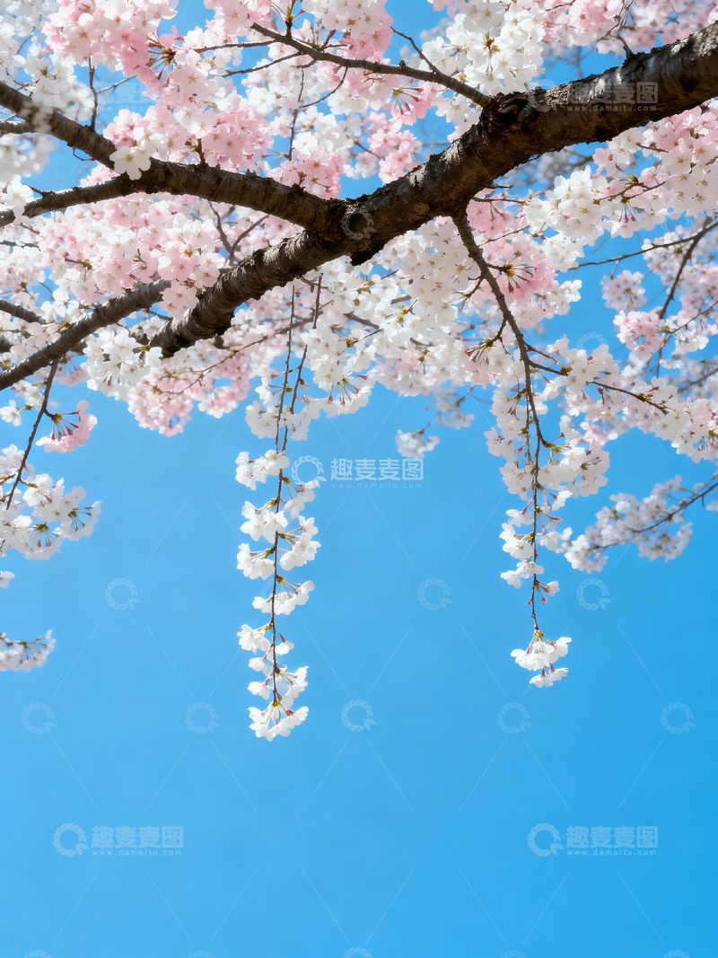 高清大图下载【趣麦麦图】樱花仰拍日系清新8