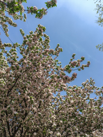 春日樱花盛开美景自然风光
