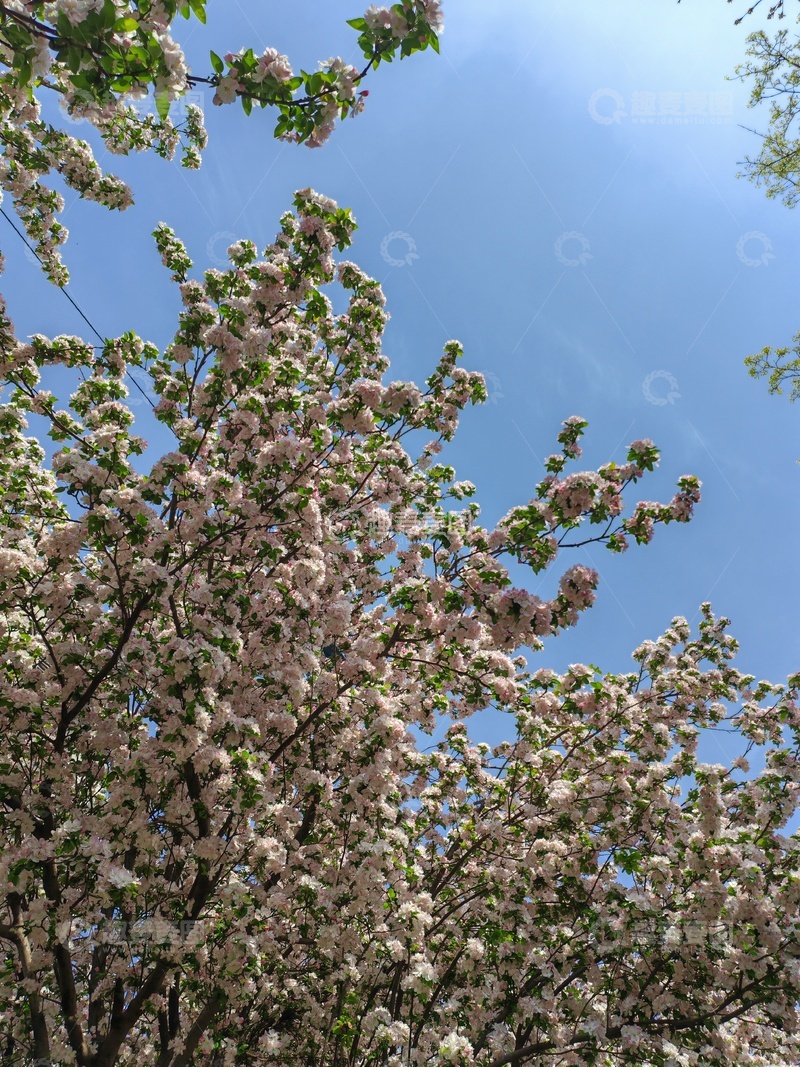 高清大图下载【趣麦麦图】春日樱花盛开美景自然风光