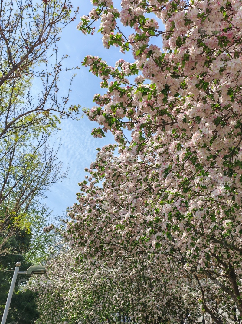 高清大图下载【趣麦麦图】春日樱花盛开美景22