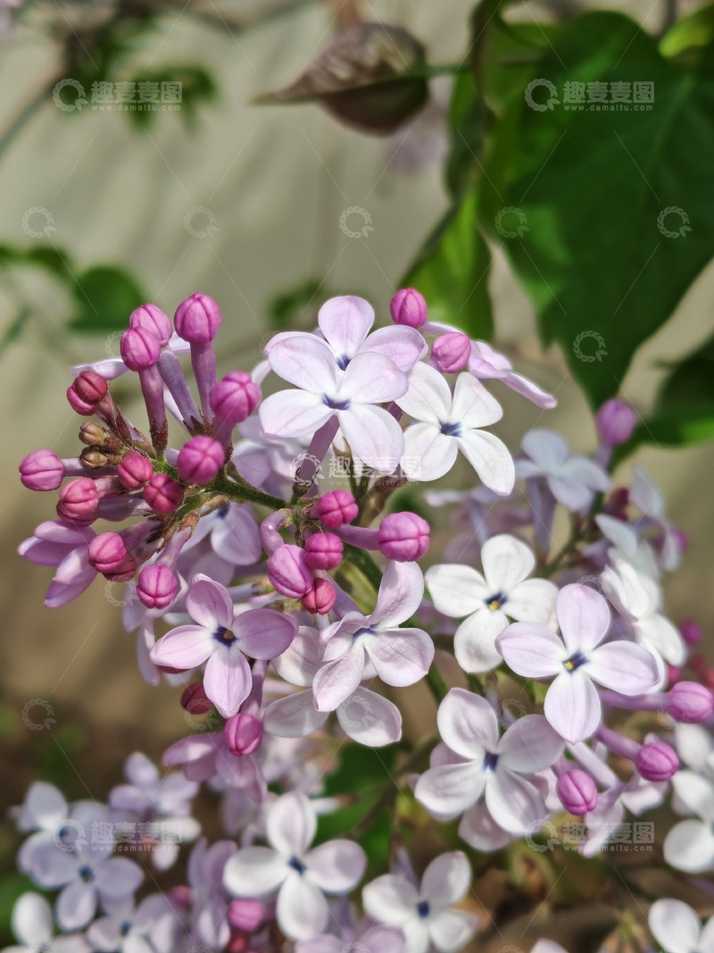 高清大图下载【趣麦麦图】清新丁香花盛开自然风光摄影