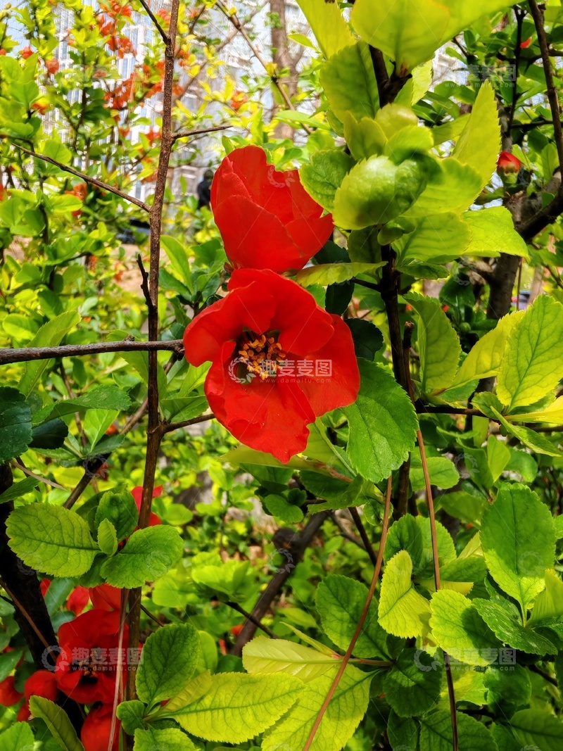 高清大图下载【趣麦麦图】鲜红花朵绿叶相映