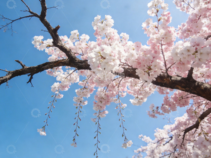 高清大图下载【趣麦麦图】樱花仰拍日系清新3