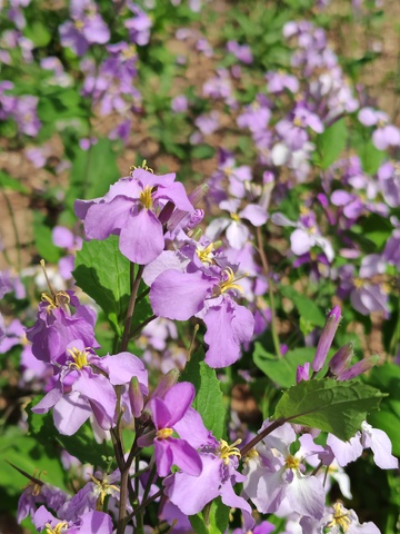 紫色花朵盛开自然风光
