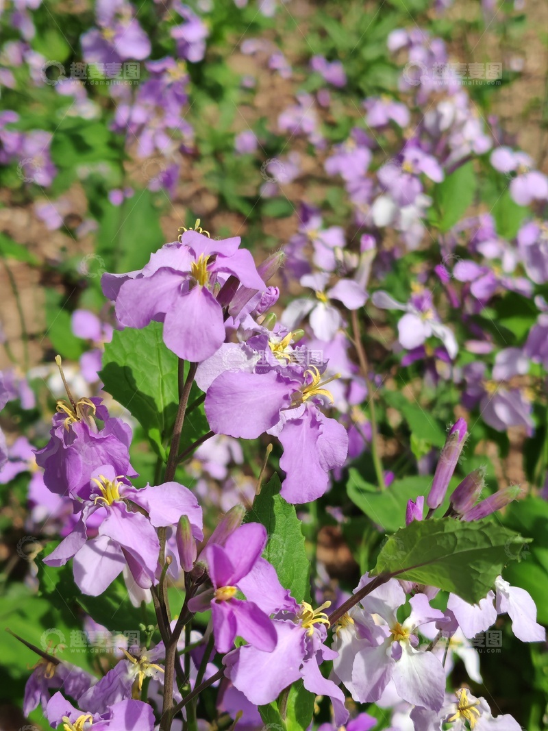 高清大图下载【趣麦麦图】紫色花朵盛开自然风光