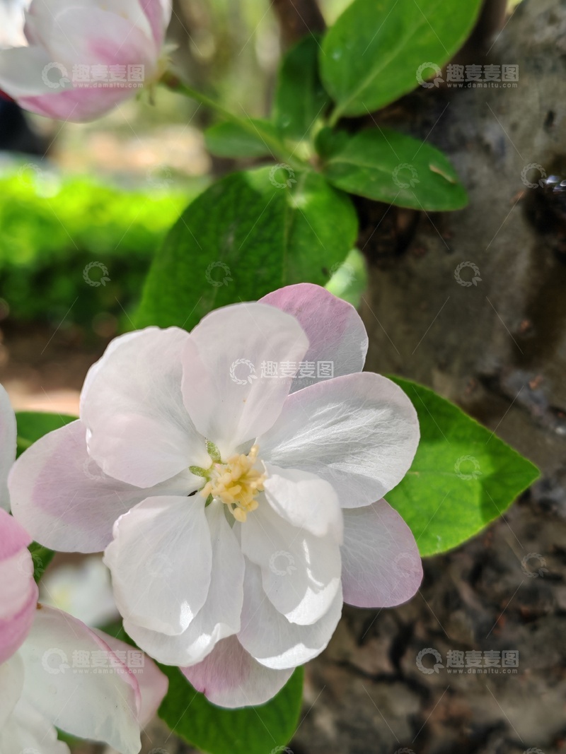 高清大图下载【趣麦麦图】春日粉白花朵绽放