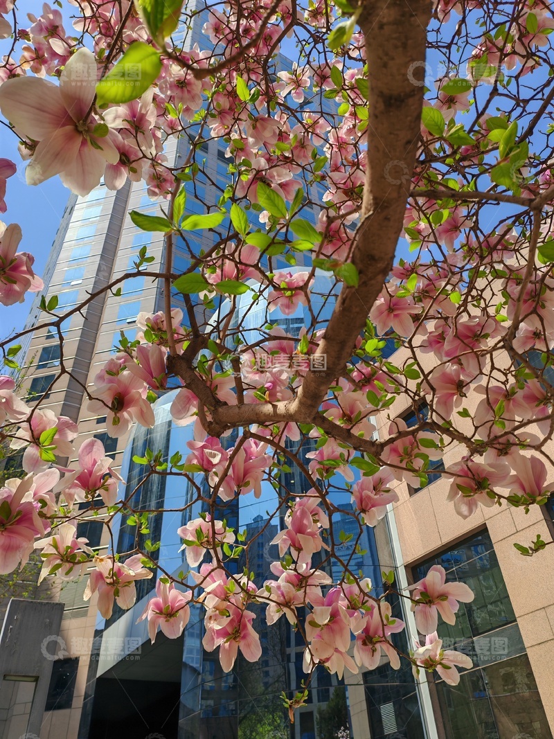 高清大图下载【趣麦麦图】春日城市花景