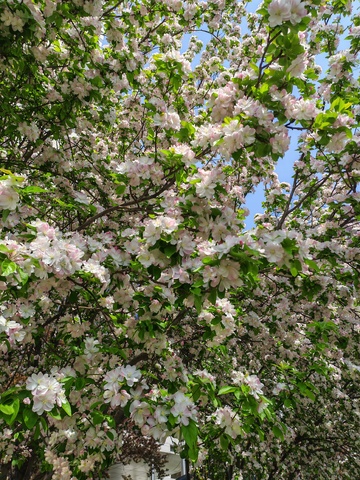 盛开花树春光烂漫