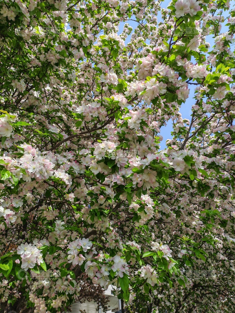 高清大图下载【趣麦麦图】盛开花树春光烂漫