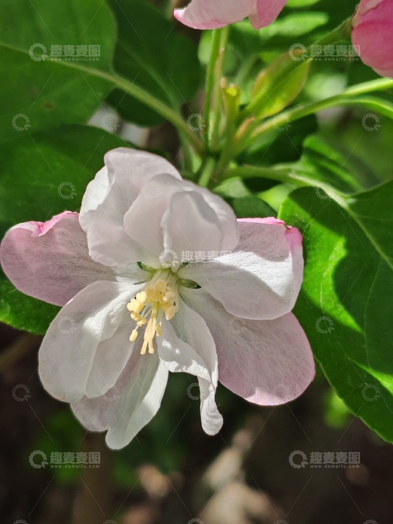 高清大图下载【趣麦麦图】清新海棠花盛开特写