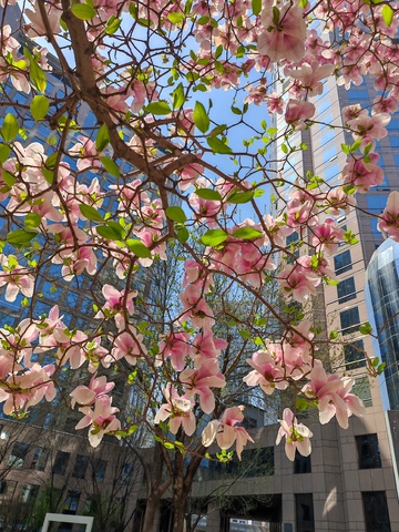 城市春景粉花绽放高楼背景