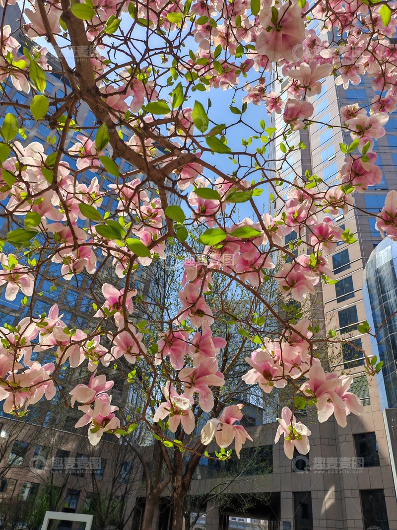 高清大图下载【趣麦麦图】城市春景粉花绽放高楼背景