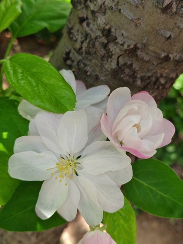 春日树梢粉白花