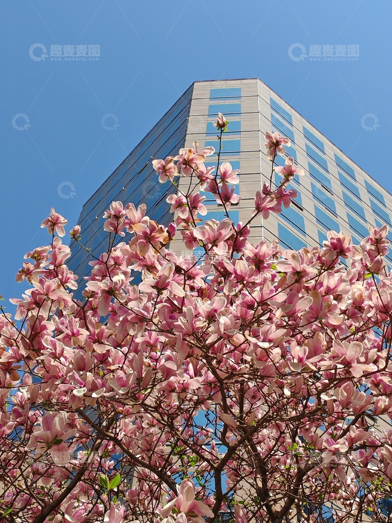 高清大图下载【趣麦麦图】春日城市玉兰花开