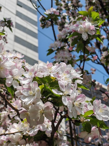 城市春花绽放高楼背景