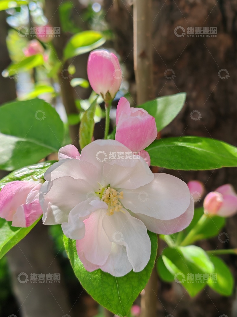 高清大图下载【趣麦麦图】春日花卉绽放自然美景