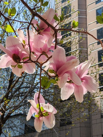 城市春花玉兰绽放