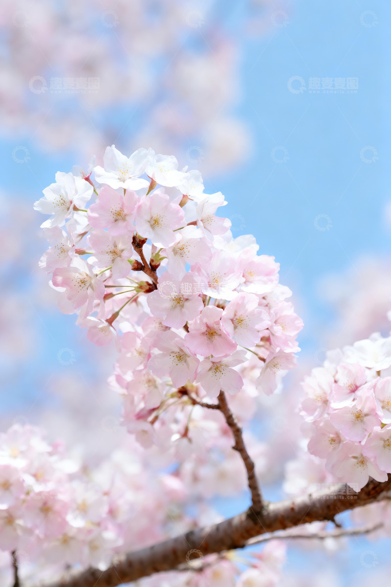 高清大图下载【趣麦麦图】春日蓝天背景下的粉白樱花枝3