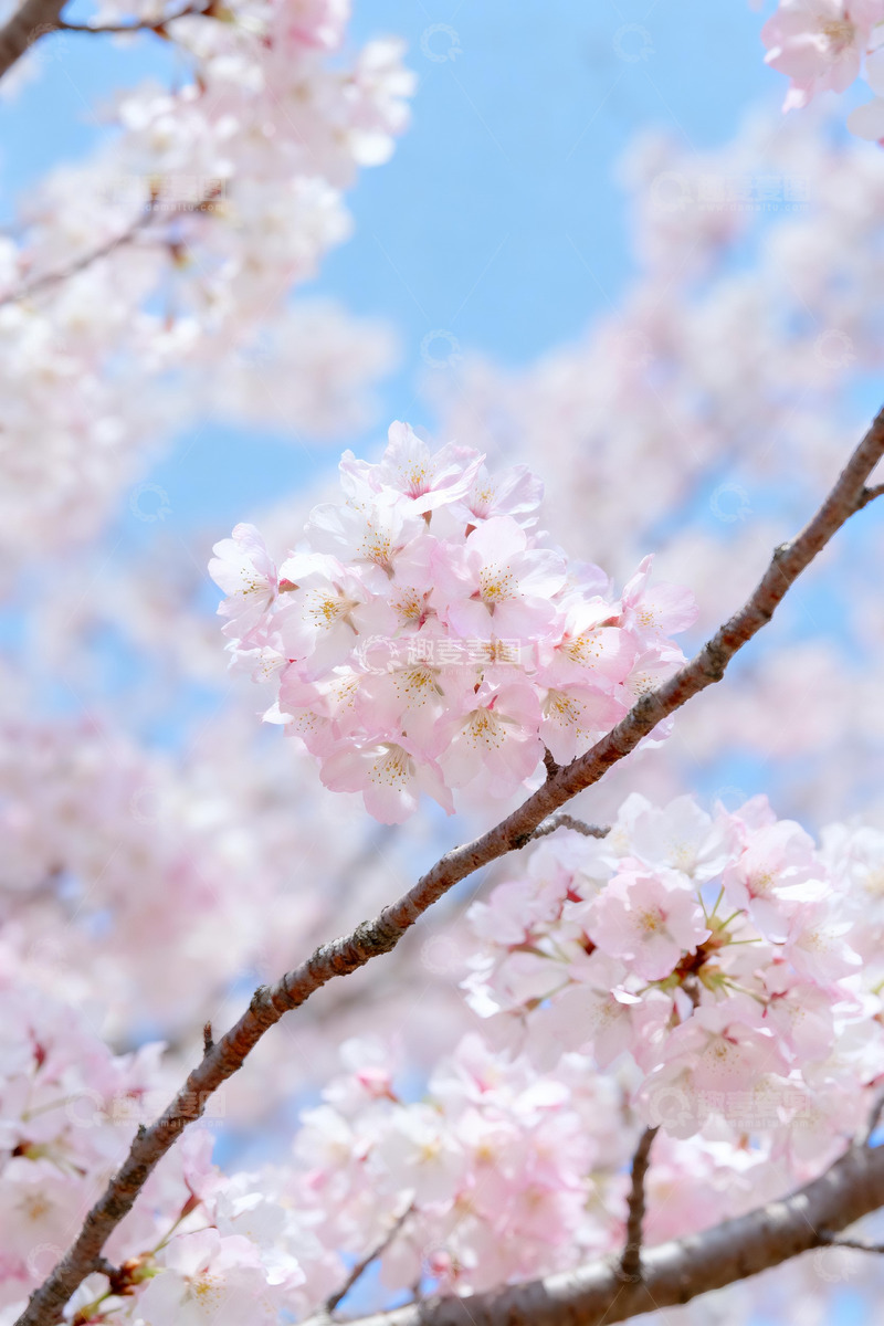 高清大图下载【趣麦麦图】春日蓝天背景下的粉白樱花枝7