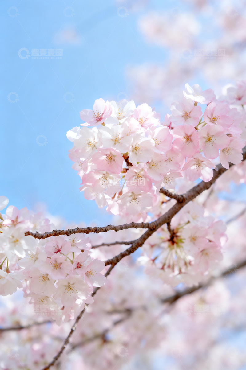 高清大图下载【趣麦麦图】春日蓝天背景下的粉白樱花8