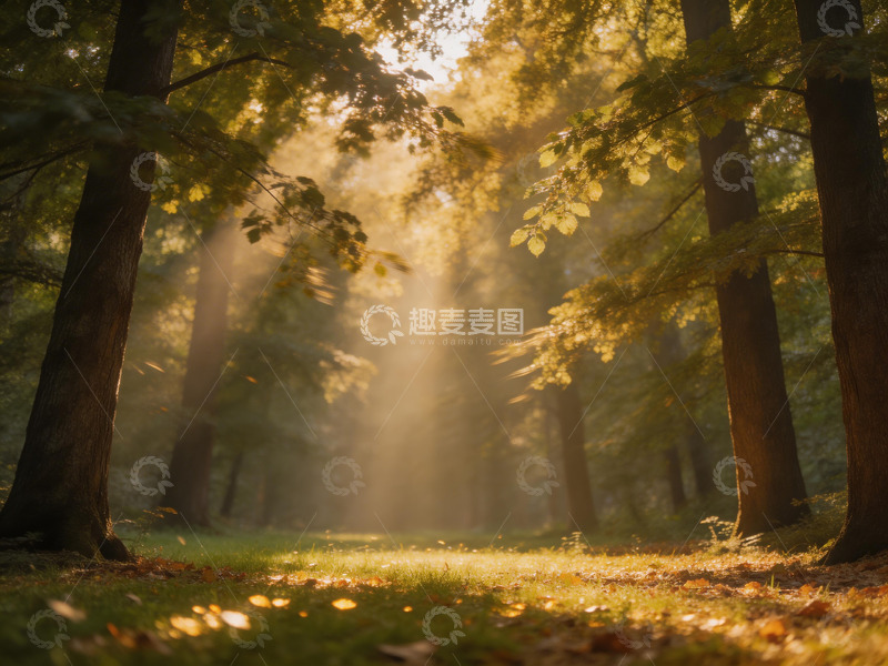 高清大图下载【趣麦麦图】光影斑驳的树林2