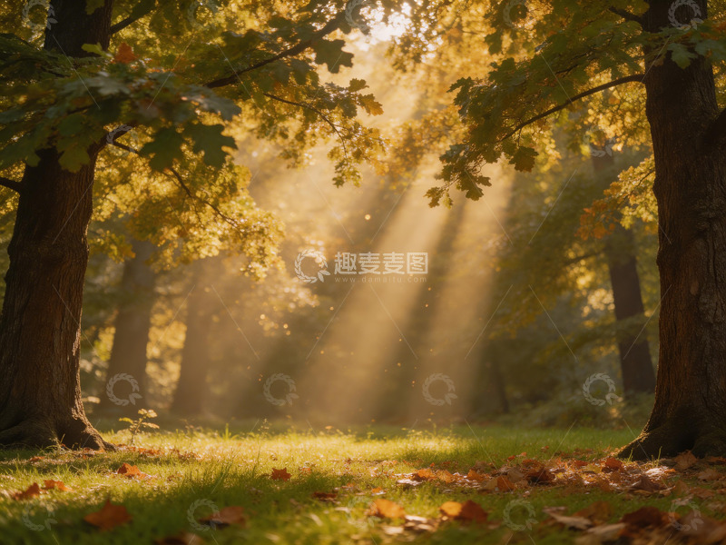 高清大图下载【趣麦麦图】光影斑驳的树林