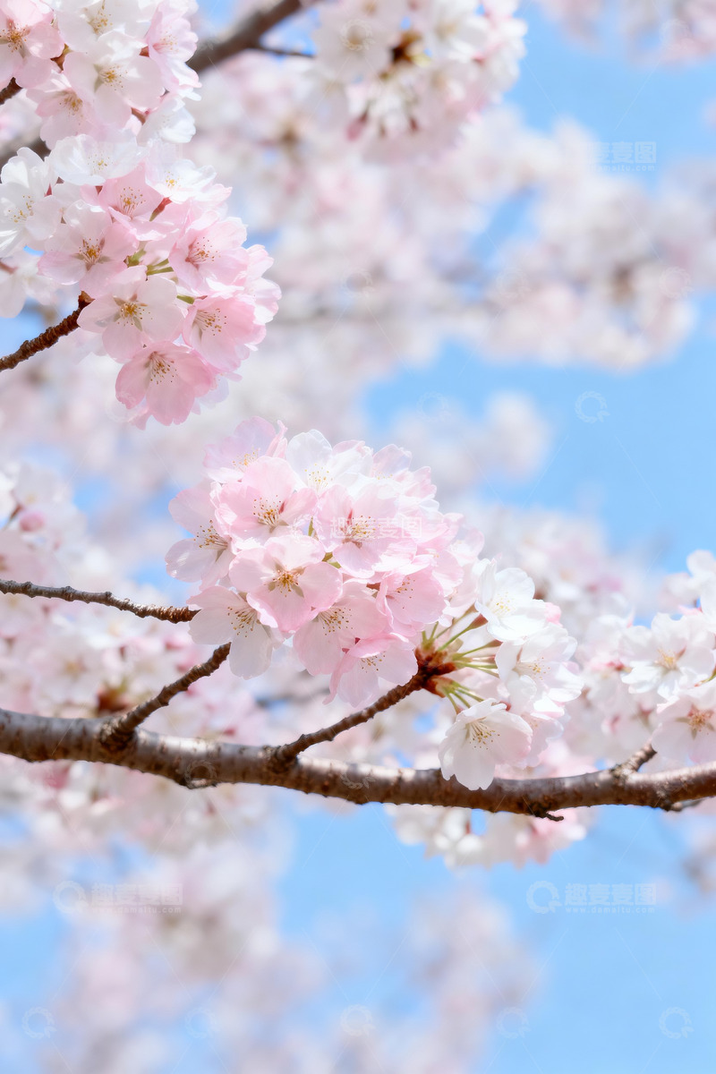 高清大图下载【趣麦麦图】春日蓝天背景下的粉白樱花枝2