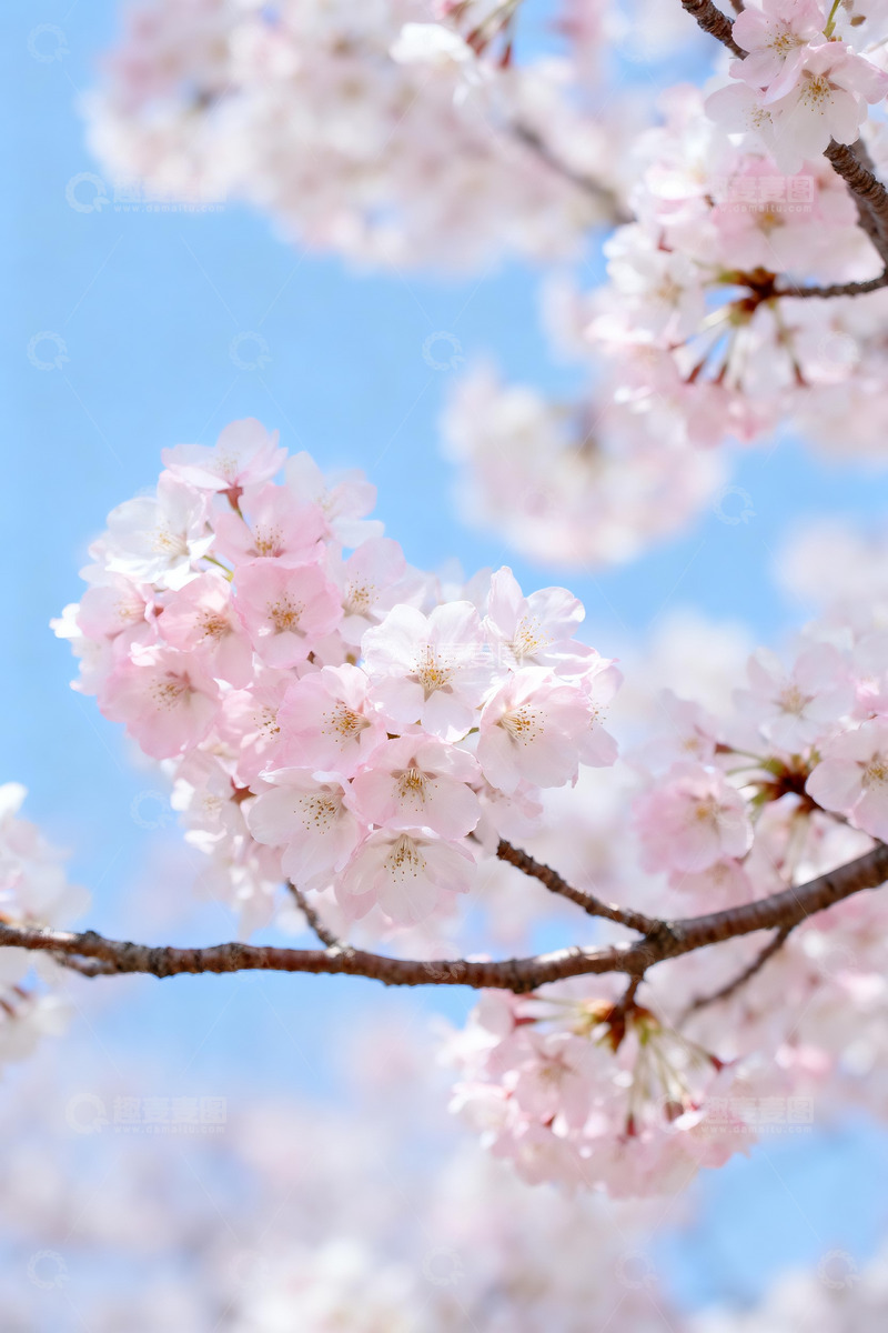 高清大图下载【趣麦麦图】春日蓝天背景下的粉白樱花枝5