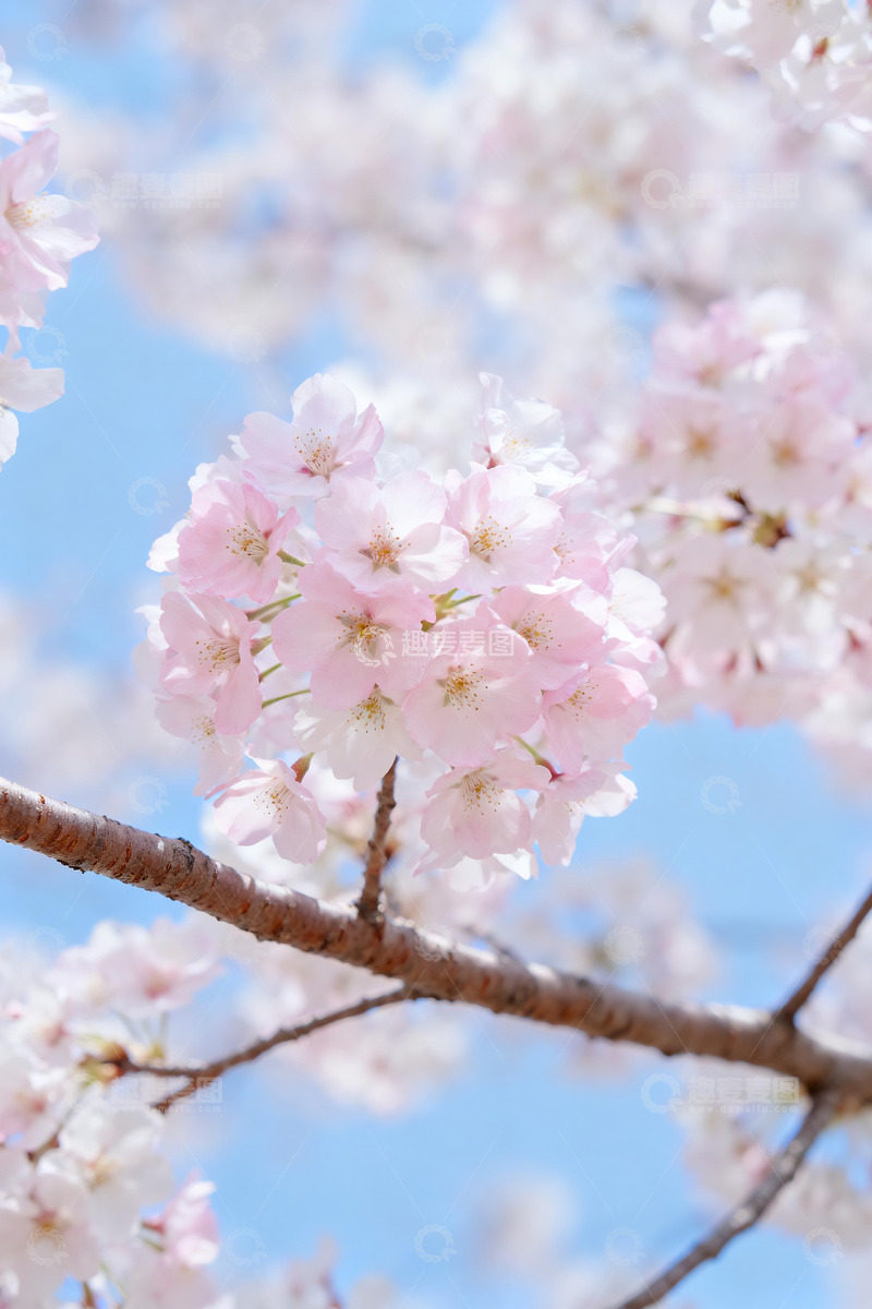 高清大图下载【趣麦麦图】春日蓝天背景下的粉白樱花枝6
