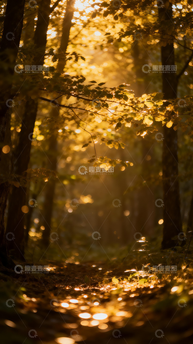 高清大图下载【趣麦麦图】光影斑驳的树林5