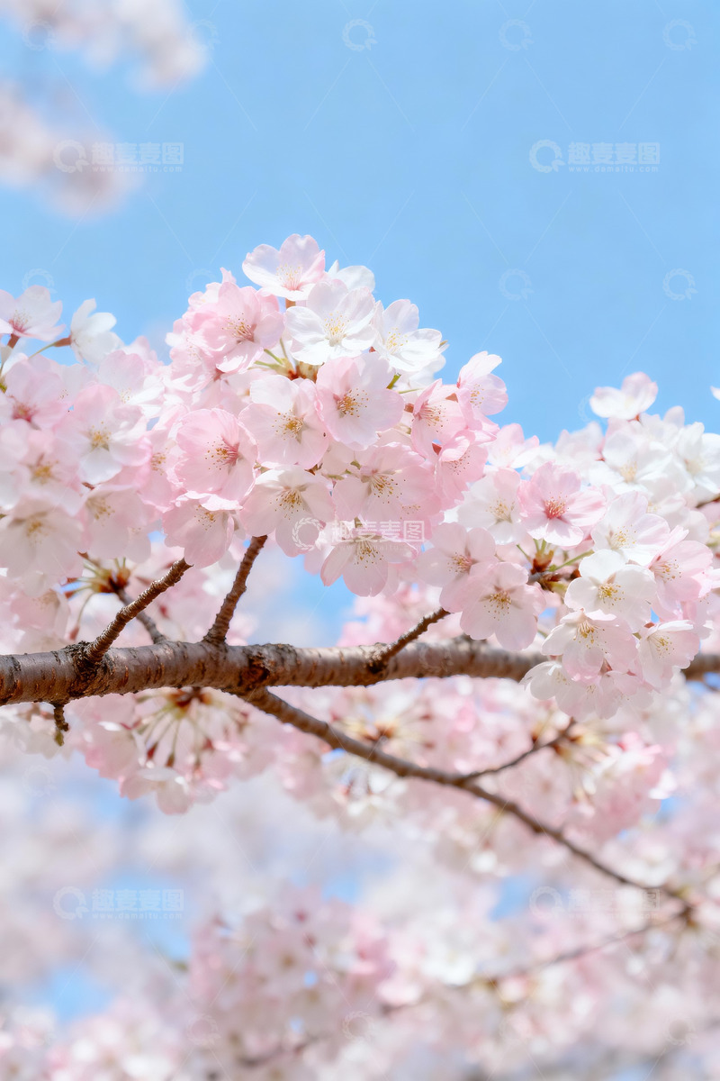 高清大图下载【趣麦麦图】春日蓝天背景下的粉白樱花枝4
