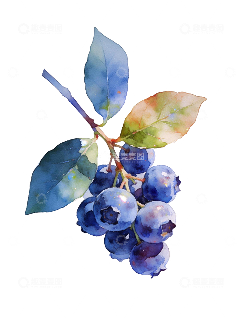 源文件下载【趣麦麦图】水彩风格蓝莓灌木4