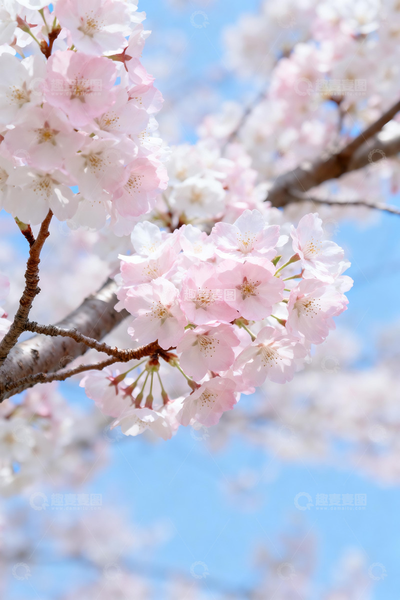 高清大图下载【趣麦麦图】春日蓝天背景下的粉白樱花枝1